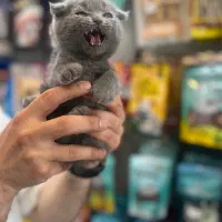 بریتیش سفید و اسکاتیش بلو و سفید موجود