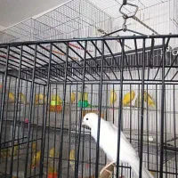قناری رسمی بازاری