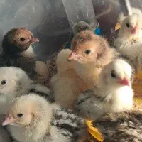سبرایت
