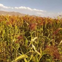 خرید جارو کیلوی و هکتاری|خدمات باغبانی و درختکاری|گنبد کاووس, |دیوار