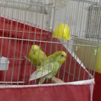 مرغ عشق ریمبو یا اسپانگل|پرنده|زرقان, |دیوار