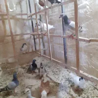 کبوتر کفتر جوجه آلمانی