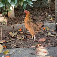 مرغ پر حنایی