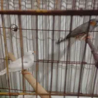 فروش جفت فنچ|پرنده|شیراز, درکی|دیوار