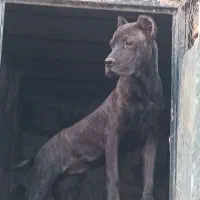 کن کورسو