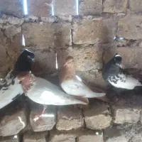 کفتر   سینه. سرخ .پلاکی.