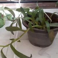 گل گهواره موسی و گل ناز|گل و گیاه طبیعی|قم, انسجام|دیوار