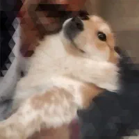 سگ گمشده|حیوانات|مشهد, مشکینی (شهرک غرب)|دیوار