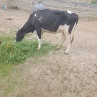 فروش یک راس گاو هلشتاین