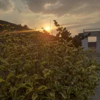 باغ و باغچه ۱۹۹ متری . دارای برق و آب و نگهبانی