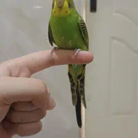 مرغ عشق