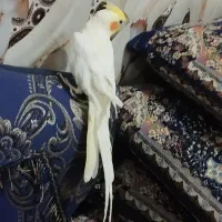 عروس هلندی