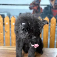 سگ ژرمن توله|سگ|تهران, بوستان چیتگر|دیوار