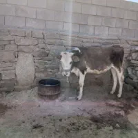 گاو با گوساله سالم وخوشخوراک|حیوانات مزرعه|اهواز, ۳۰ متری|دیوار