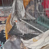 فروش فوری عروس هلندی بدون قفس