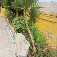 یوکا . سه میلیون تومان|گل و گیاه طبیعی|گوراب زرمیخ, |دیوار