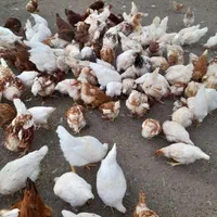 فروش تعدادی تخم مرغ نطفه دار لوهمن اصل|حیوانات مزرعه|رشت, نیروی دریایی|دیوار