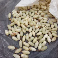 دانه های تراشیده مرمر برای خوشه انگور|صنایع دستی و سایر لوازم تزئینی|تبریز, |دیوار