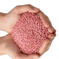 بذر گندم مادری صدرا و باران