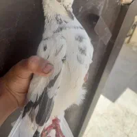 کفتر (سوسکی)