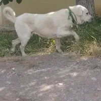 گمشده....گمشده مژدگانی