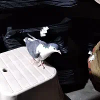 کبوتر رنگی ساده|حیوانات|مشهد, کوی پلیس|دیوار