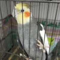 جفت عروس هلندی مولد