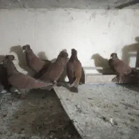 کفتر روایب سه جفت خیلی عالی