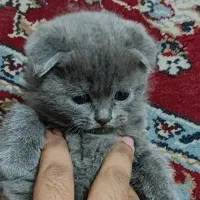 اسکاتیش بلو با اصالت|گربه|کرمان, |دیوار