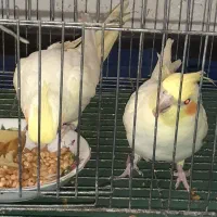 عروس هلندی درجه یک خانگی|پرنده|فولادشهر, مسکن مهر فولادشهر|دیوار