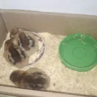 جوجله هوشمند سه تاش 350 تومن محلی و17 روزه