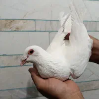 فروشی|پرنده|کوهبنان, |دیوار