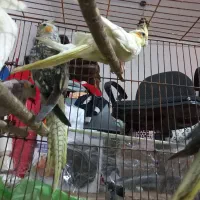 عروس هلندی|پرنده|اهرم, |دیوار