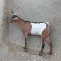 فروش ماده ی صومال خوب