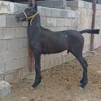 کره اسب نریون