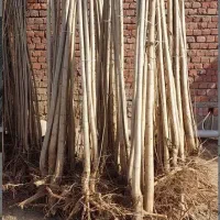 نهال صنوبر سرمایه ای برای اینده