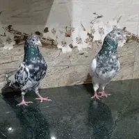 کبوتر پاکستانی تیدی(پرشی)