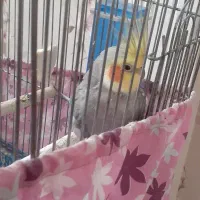 طوطی عروس هلندی