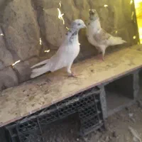 کبوتر|پرنده|کوهرنگ, |دیوار