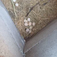 مرغ کرک|حیوانات مزرعه|جغین, |دیوار