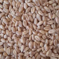 فروش گندم رقم میهن برای کاشت