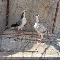 سیاه پشت ملفق