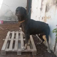 سگ نگهبان