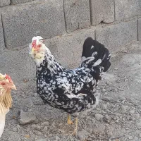 مرغ و خروس گلین و تخم نطفه دار جهت فروش