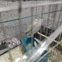 جفت طوطی برزیلی|پرنده|ارومیه, |دیوار