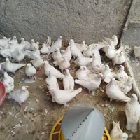 کبوتر گوشتی سفید|پرنده|اصفهان, ارغوانیه|دیوار