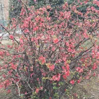 مرد هستم جوان نظافت و جاب جایی وسیله انجام میدم