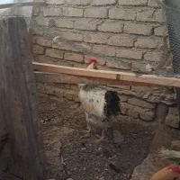 خروس وغاز