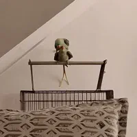 جفت شاه طوطی مولد