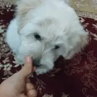 سگ اصل شناسنامه دار